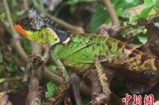 冠县云南南滚河保护区首次发现红唇棘蜥