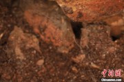 冠县江西发现蜘蛛新物种 为研究呵叻蛛属适应区域提供依据